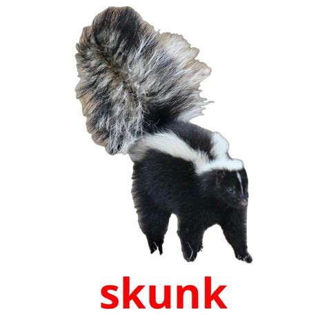 what is skunk in tagalog|skunk in Tagalog .